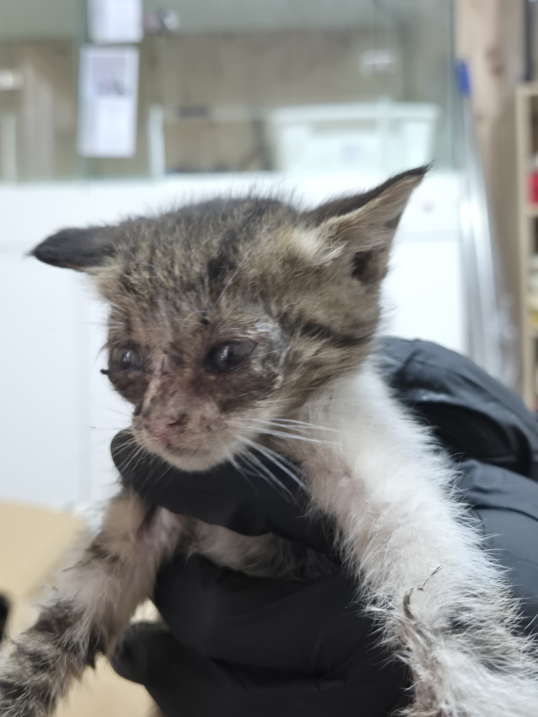 [고양이] 한국 고양이 경기-화성-2025-00740 유기동물 배경 이미지 입니다.